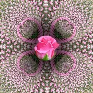 Meet your Posher, Susie